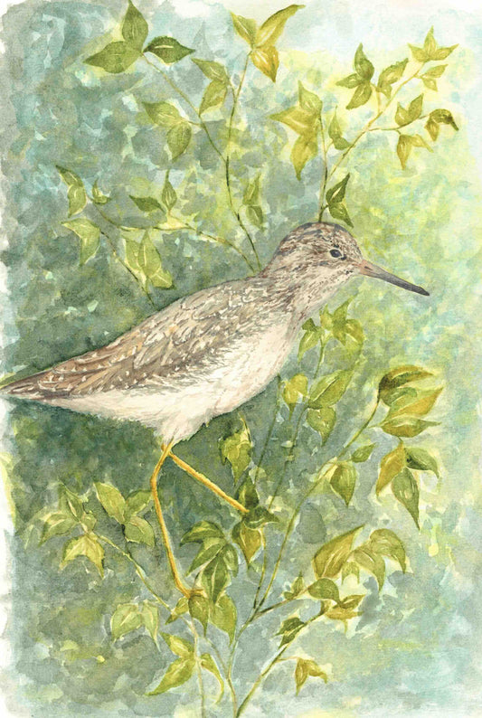 Lesser Yellowlegs Watercolor Print Inspired by Alaska’s Copper River Delta Shorebird Art