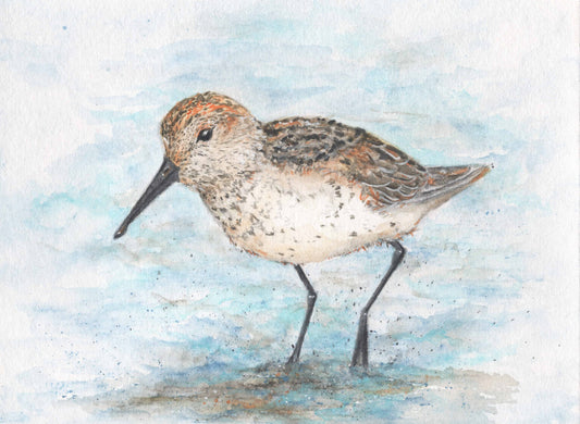 Western Sandpiper watercolor, Copper River Delta art, Alaskan shorebird painting, bird migration artwork, giclée print Alaska, birdwatcher gift, Alaskan wildlife art, Shulammite Reece watercolor