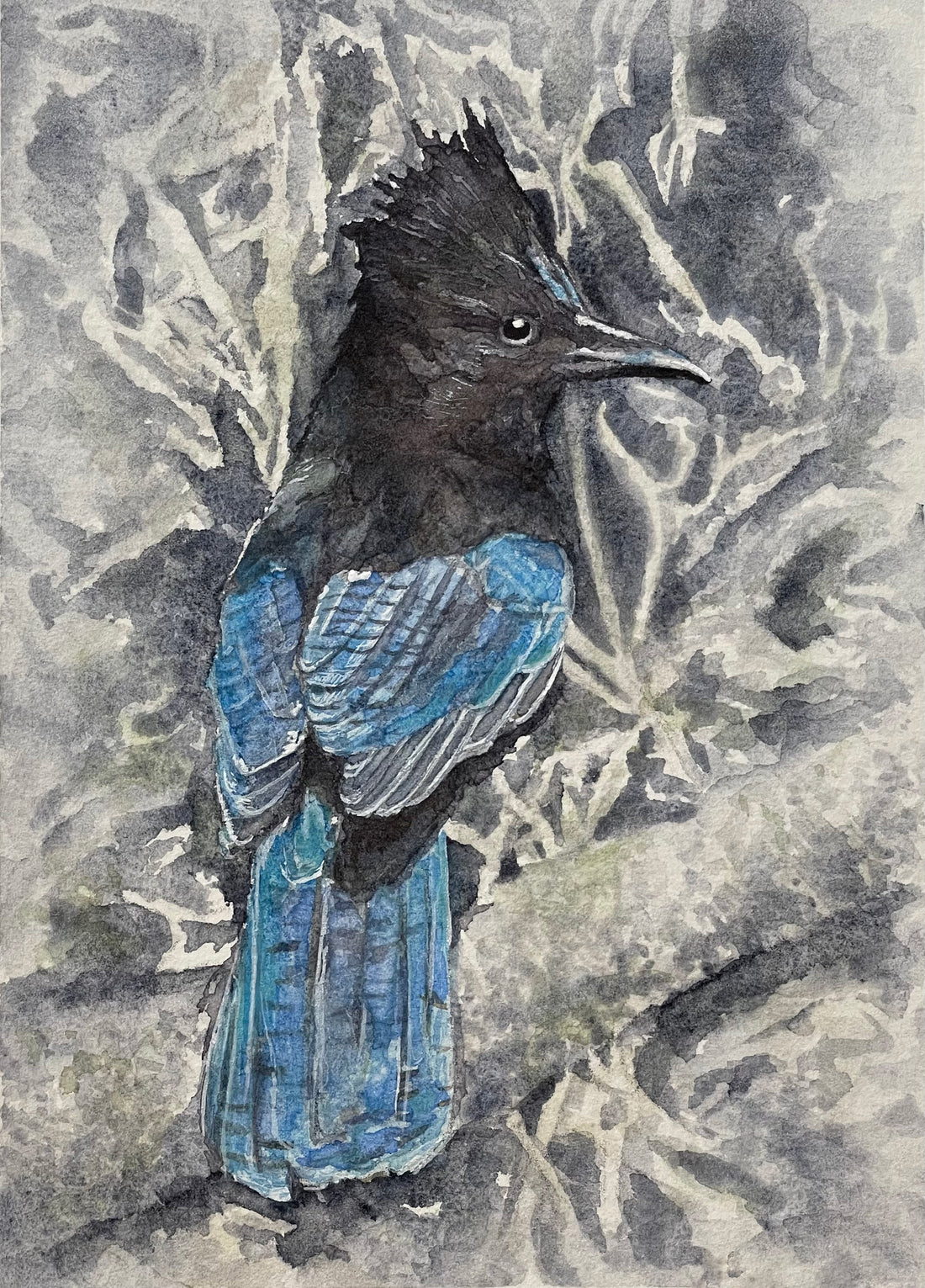 Steller's Jay