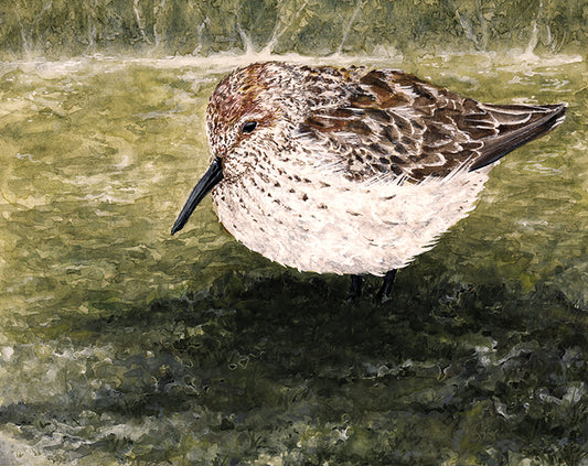 Western Sandpiper