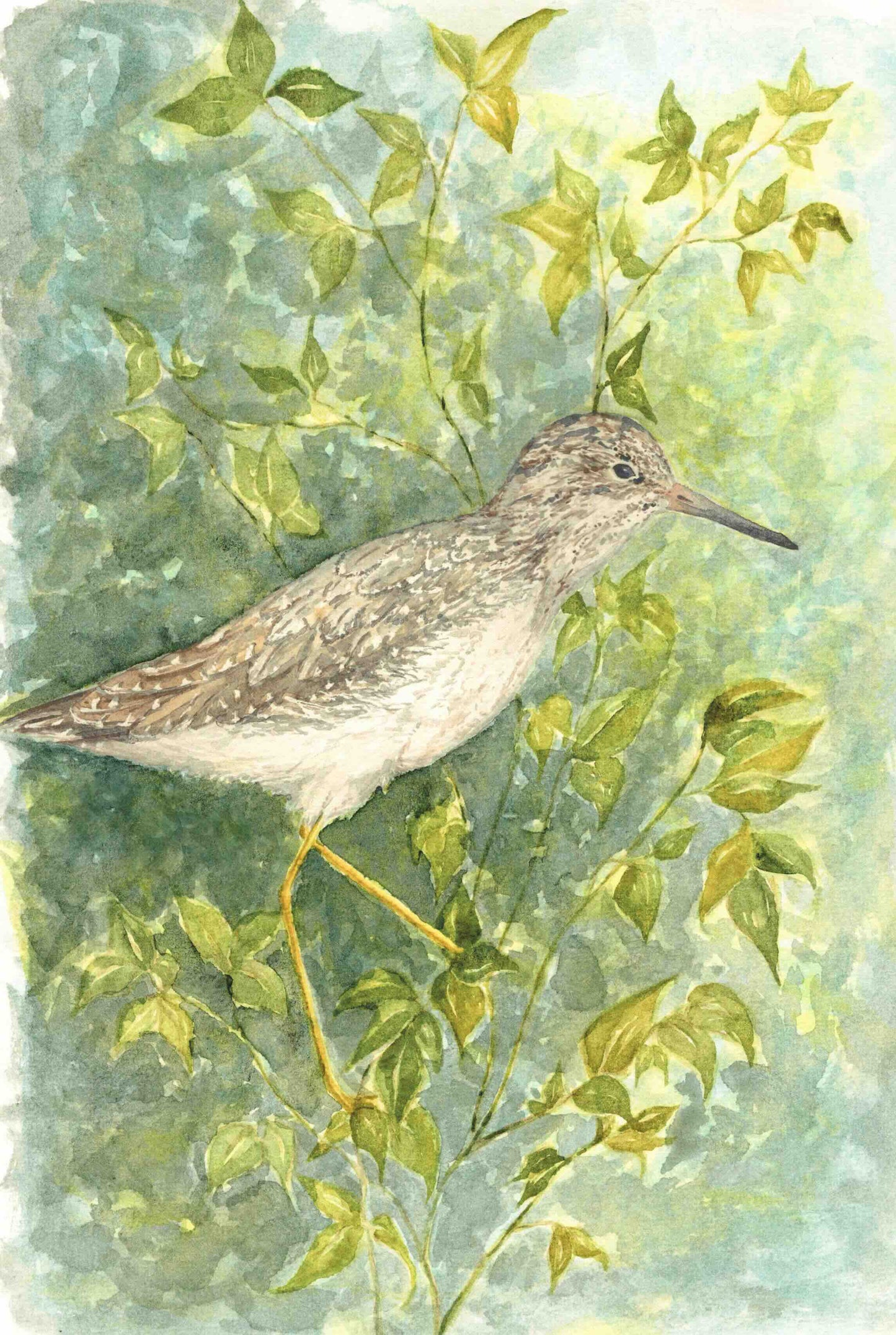 Lesser Yellowlegs Watercolor Print – Copper River Delta Shorebird Art