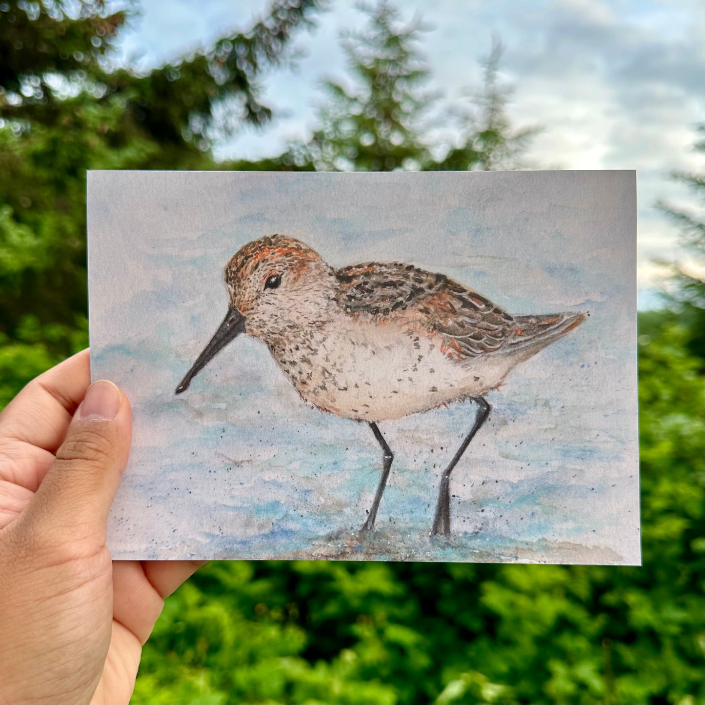 Western Sandpiper at the Copper River Delta - Watercolor Giclee Print