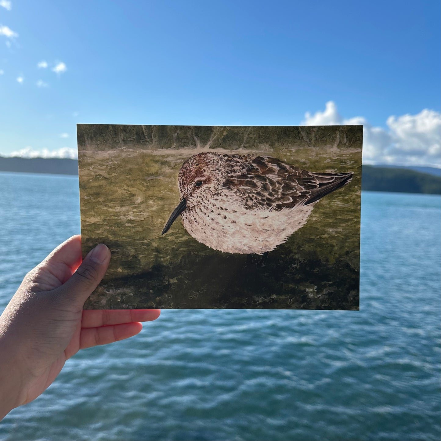 Western Sandpiper - Watercolor Fine Art Print