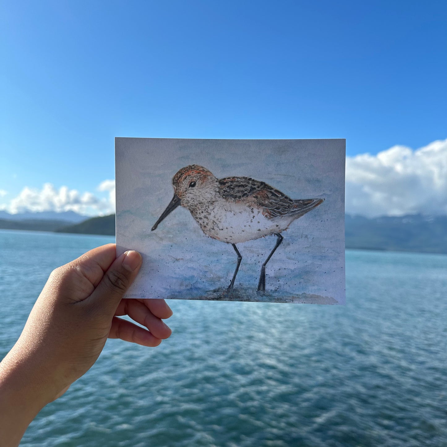 Western Sandpiper at the Copper River Delta - Watercolor Giclee Print