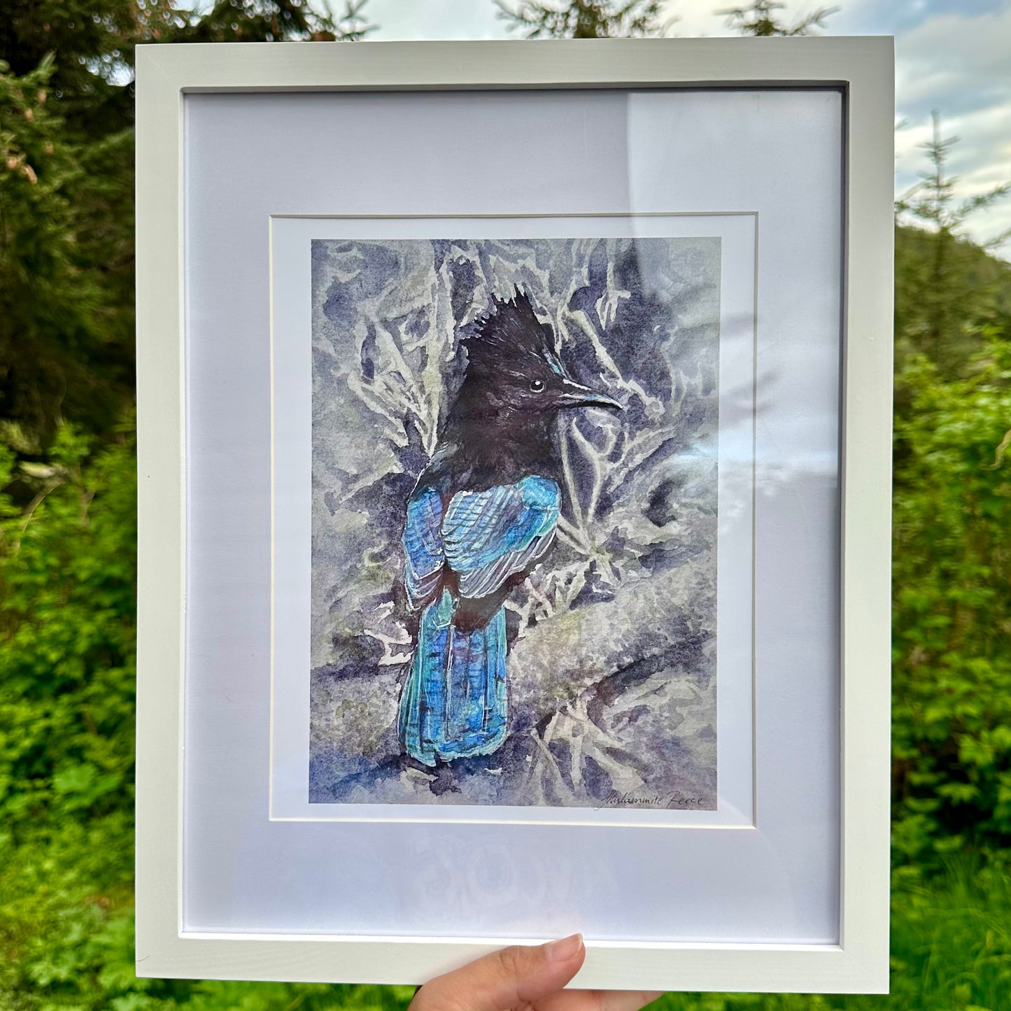 Steller's Jay - Watercolor Fine Art Matte Print