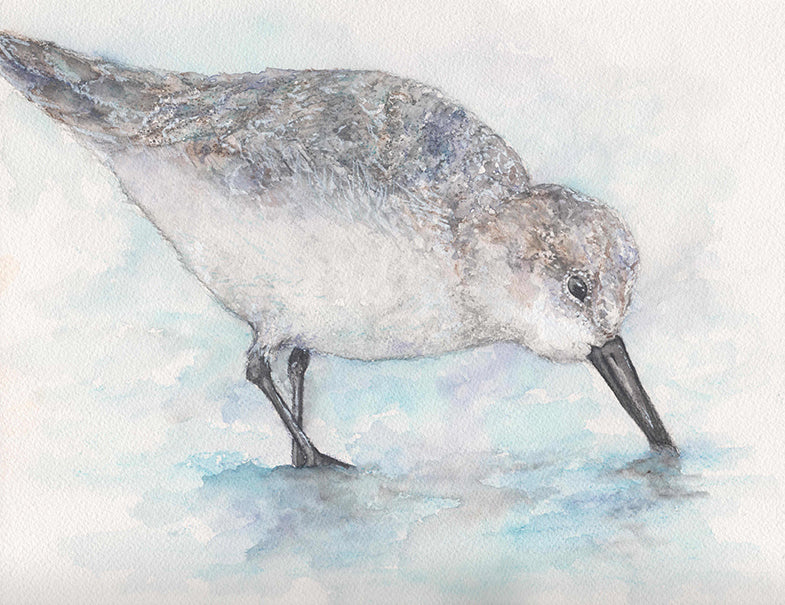 Sanderling on Water | Cordova Paper Co.